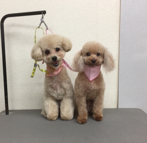 5月7日 カットコースのモカちゃん おもちちゃん 犬猫のトリミング屋さんぽちのうち 犬 猫のトリミング屋さん ぽちのうちのニュース まいぷれ 船橋市