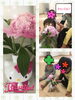 「シャクヤクのお花をいただきました【交野市・小規模保育園・一時預かり・月極保育】」