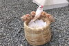 「文鳥の子供お譲りします☆」