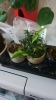 「ミニ盆栽にも、新芽が出た♪＼(^o^)／」