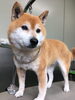 「柴犬のアカちゃん　船橋 トリミングサロン エイエムエスケネル」
