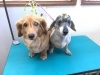 5月18日 カットコースのモモちゃん くるみちゃん 犬猫
