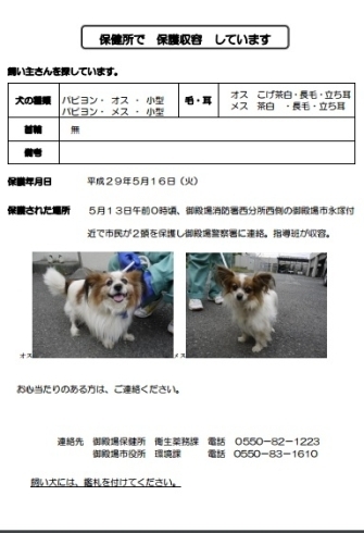 「飼い主さんを探しています！！迷子犬保護情報」