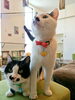 「NECO CAFE Kuro　　おNewの…?!」