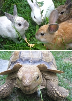 お庭には、ウサギとカメが一緒にいます♪