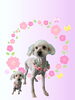 「Dog salon mofu mofu　余市町」