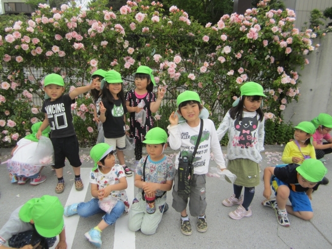 「幼稚園のバラが満開です」