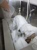 「副店長のシャンプー」