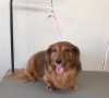 6月2日 シャンプーコースのプリンちゃん 犬猫のトリミング屋