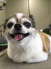 「チワワのアルちゃん 船橋 トリミングサロン エイエムエスケネル」