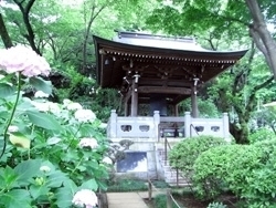 「川崎で、あじさいの名所といえば「妙楽寺」」