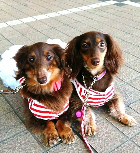 「6/10(土) 25(日) 無料しつけ・飼い方相談会 in 西武船橋店イケダペットファームさん☆  」