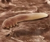「カビ、菌、ダニ…」