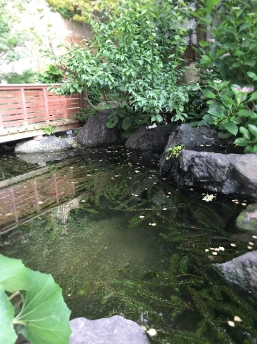 庭の池に亀が 皆生温泉 松涛園のニュース まいぷれ 米子