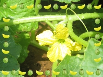 メロンも開花してるんですよねぇ