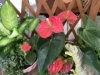 「カラフルな…お花たち。。」