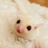 モモンガ