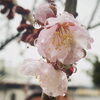 梅雨ですね「Good morning Otaru!◎ 小樽の古民家ゲストハウスより」