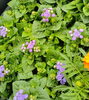 アゲラタム！「春の花　入荷！　石川農園 高月町 さんより花苗入荷しました。ダリア　マリーゴールド　アゲラタム　八王子産花苗　お花　花　八王子　八王子市　ガーデニング　フラワー　苗　八王子産　お土産」