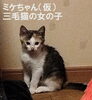 「【新居浜市萩生】里親募集情報のお知らせ！」