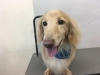 7月2日 シャンプーコースのナッツちゃん 犬猫のトリミング屋