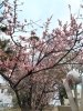 今が見頃でしょうか？満開です！「可愛い梅の花に出会えました♪」