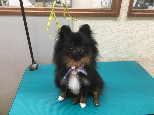 7月5日 ホテル シャンプーコースのギガちゃん 犬猫のトリミング屋さんぽちのうち 犬 猫のトリミング屋さん ぽちのうちのニュース まいぷれ 船橋市