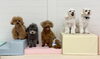 くま♡ぷっか♡ひめ♡じろう♡リーチ「ましゅまろ幼稚園🐾」