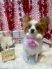 パピヨン　カット「🐶ポメラニアン、ビション、ボストン、パピヨン、トリミングのお友達❤️」