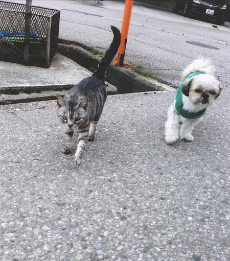 「ニャーちゃん」（左）は年寄りの「ハリー」（右）とゆっくり足を合わせて散歩を毎日楽しんでいます！！