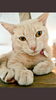 「NEKO CAFE Kuro★グラちゃん(=^・^=)」