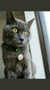 「NEKO CAFE Kuro★連休明けの本日は…　」