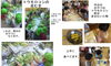「７月２１日今日のおやつはトウモロコシ」