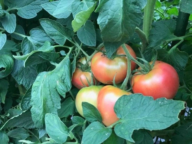 「夏野菜トマトの収穫」