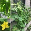 我が家ののゴーヤ君、すくすく育っています！