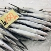 「魚魚市場鮮魚コーナーおすすめは「水イカ・ビンチョウマグロ」です♪」