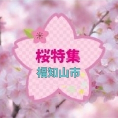 福知山　桜・お花見スポット　開花状況