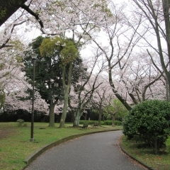 岡村公園（磯子区）　梅林が有名 木々に囲まれた散策路が気持ちよい