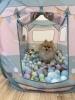 ニカちゃん「ましゃまろ幼稚園🐾」