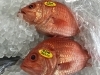 「魚魚市場鮮魚コーナーおすすめは「ヨコスジフエダイ」です♪」