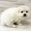 犬 ハーフ 豊明市のトリミング ペットホテルの総合ペットショップ ファミリーペット 豊明店のニュース まいぷれ 豊明 東郷 日進 長久手