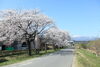 荒川桜づつみ公園 2「満開です」
