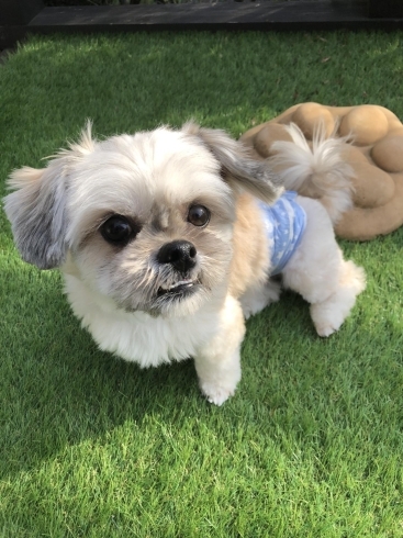 ましゅまろ幼稚園 Marshmallow Dog マシュマロ ドッグ のニュース まいぷれ 出雲 ましゅまろ幼稚園 Marshmallow Dog マシュマロ ドッグ のニュース まいぷれ 出雲