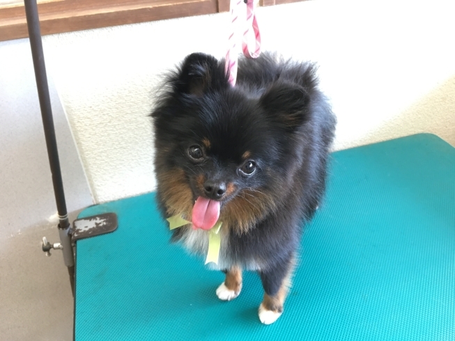 8月5日 カットコースのギガちゃん 犬猫のトリミング屋さんぽちのうち 犬 猫のトリミング屋さん ぽちのうちのニュース まいぷれ 船橋市