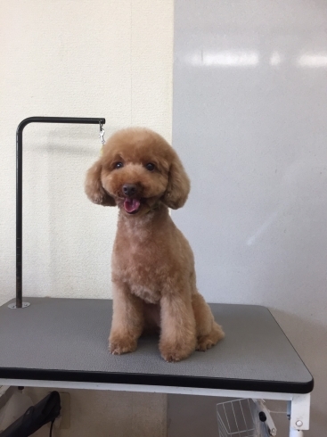 8月5日 カットコースのももちゃん 犬猫のトリミング屋さんぽちのうち 犬 猫のトリミング屋さん ぽちのうちのニュース まいぷれ 船橋市