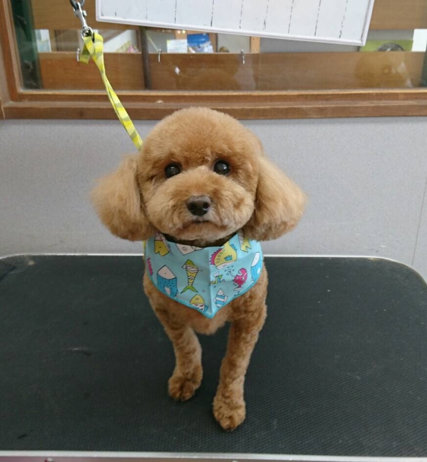 8月6日 カットコースのコロンちゃん 犬猫のトリミング屋