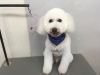 8月12日 カットコースのミッキーちゃん 犬猫のトリミング屋さんぽちのうち 犬 猫のトリミング屋さん ぽちのうちのニュース まいぷれ 船橋市