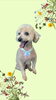 「Dog salon mofu mofu　余市町」
