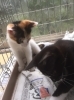 「ねこちゃん」