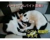 パート アルバイト募集 Neko Cafe Kuroのニュース まいぷれ 米子
